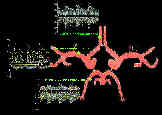 cw-Doppler transcraniell