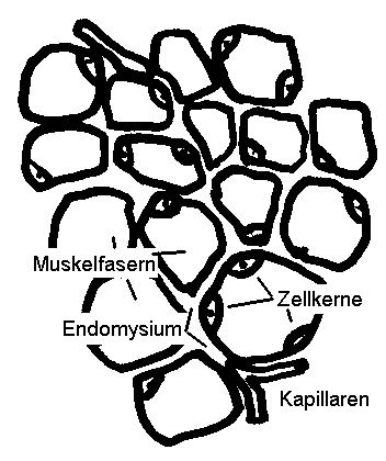 Querschnitt Makro Vergrerung