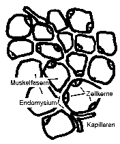 Querschnitt Makro Vergrerung