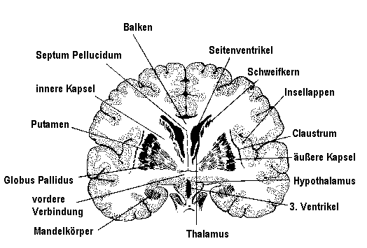 Querschnitt Zentralregion